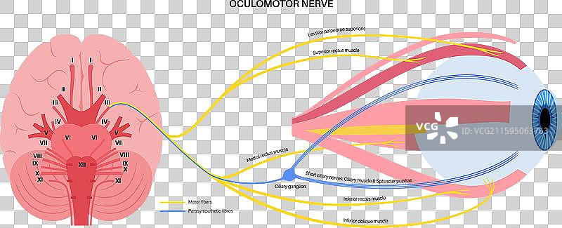 动眼神经海报图片素材