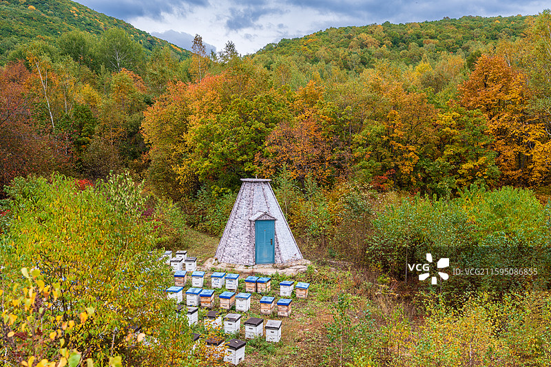 秋天森林中的蜂箱图片素材