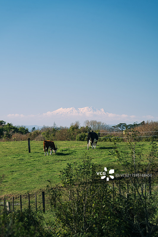 雪山下的牧场图片素材