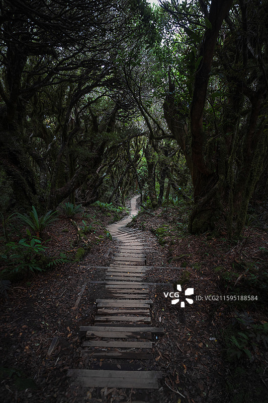 迷雾森林图片素材