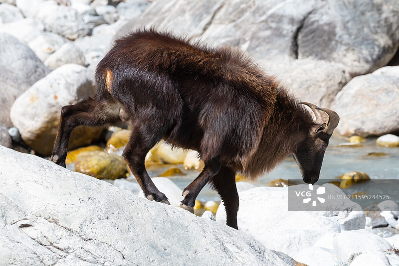 西藏绒辖沟的野生塔尔羊图片素材