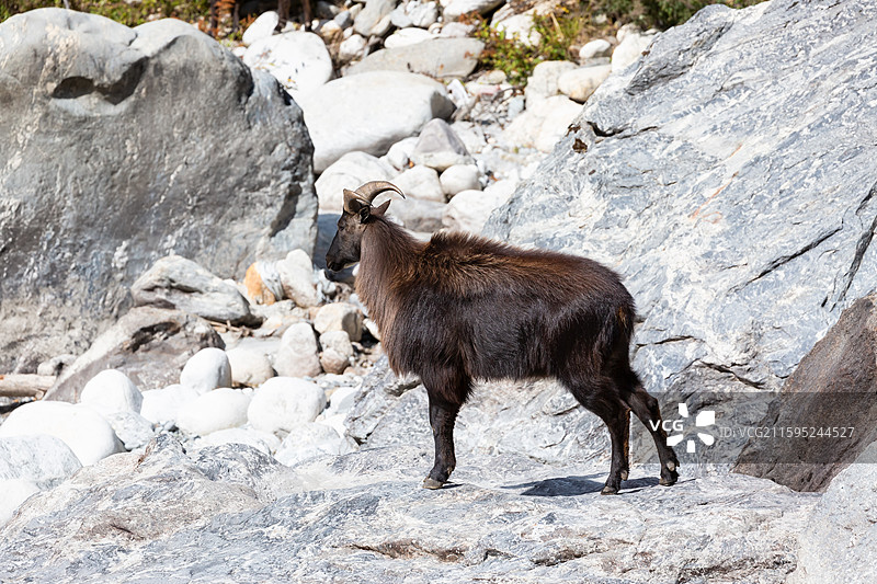 西藏绒辖沟的野生塔尔羊图片素材