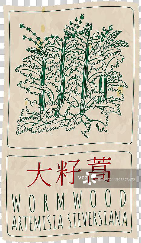 手绘中国艾草图片素材