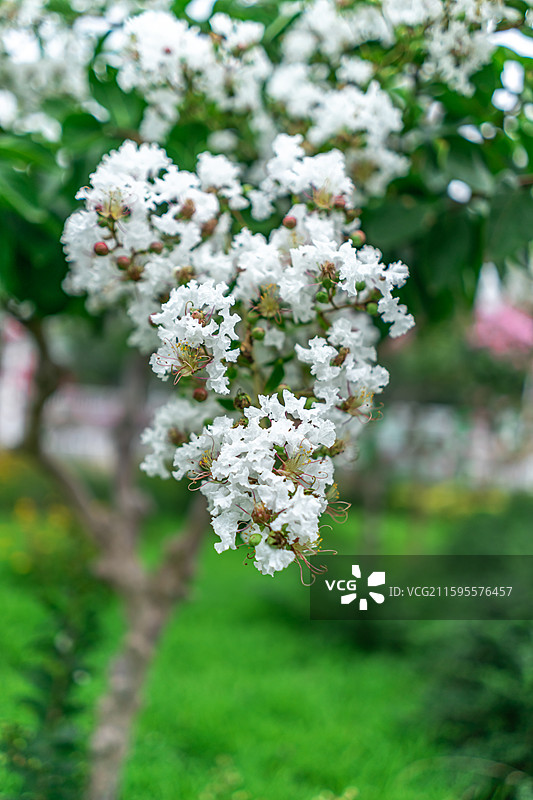 中国野生植物拍摄主题，绿化带园林里粉红色的紫薇栽培植物和盛开的花朵特写，户外白昼无人图像摄影图片素材