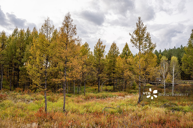 呼伦贝尔根河市敖鲁古雅使鹿部落景区图片素材
