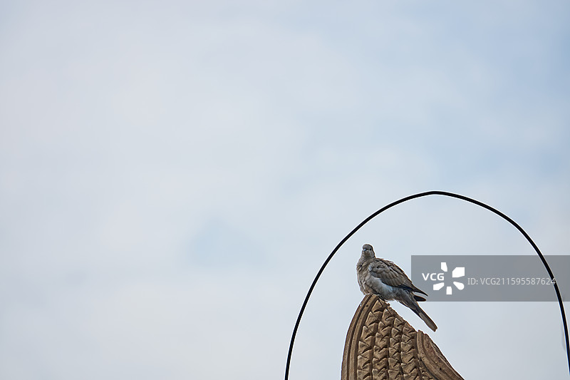 甘肃武威海藏寺屋顶上的灰斑鸠图片素材