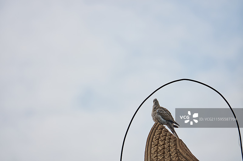 甘肃武威海藏寺屋顶上的灰斑鸠图片素材