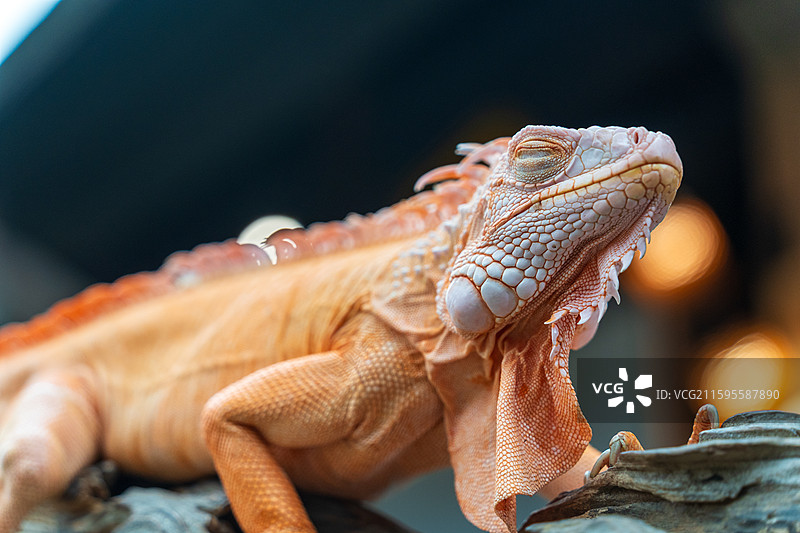 游客在清迈夜间动物园里抚摸橙色的鬣蜥图片素材