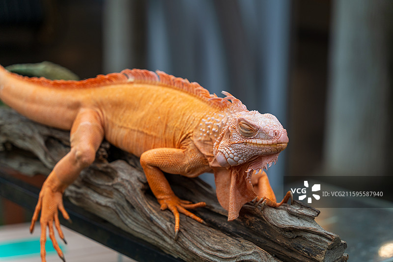 游客在清迈夜间动物园里抚摸橙色的鬣蜥图片素材