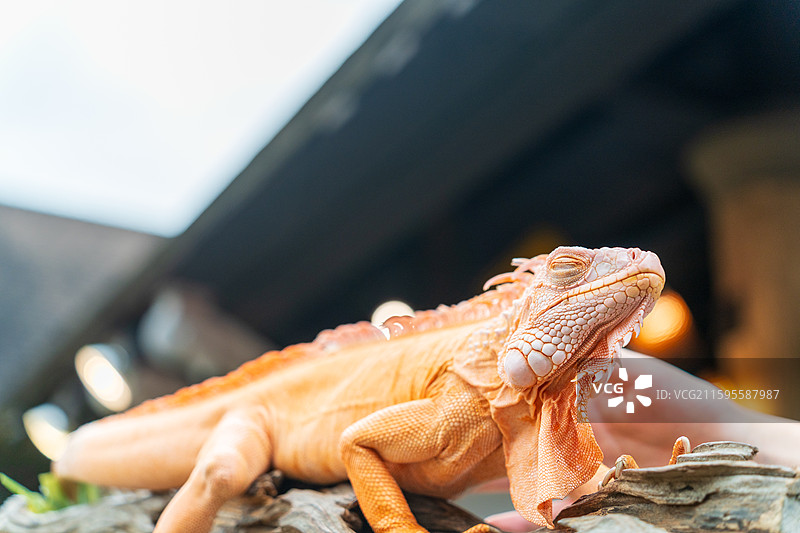 游客在清迈夜间动物园里抚摸橙色的鬣蜥图片素材