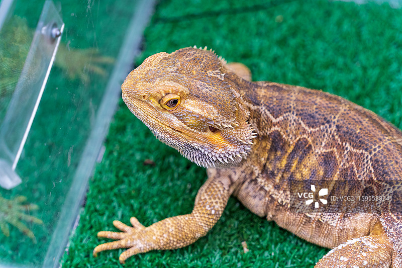 泰国清迈夜间动物园里的一只棕色鬃狮蜥蜴图片素材