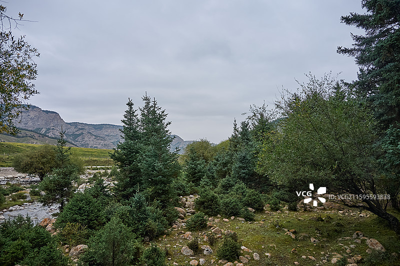 甘肃武威天祝祁连山冰沟河景区祁连林海图片素材
