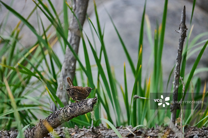 甘肃武威天祝祁连山冰沟河景区祁连林海树丛里的鹪鹩图片素材