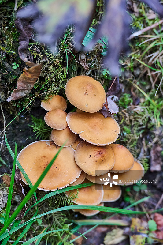 甘肃武威天祝祁连山冰沟河景区祁连林海树林中的野生蘑菇图片素材