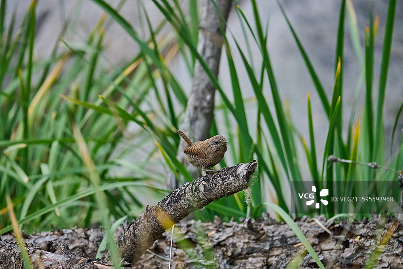 甘肃武威天祝祁连山冰沟河景区祁连林海树丛里的鹪鹩图片素材