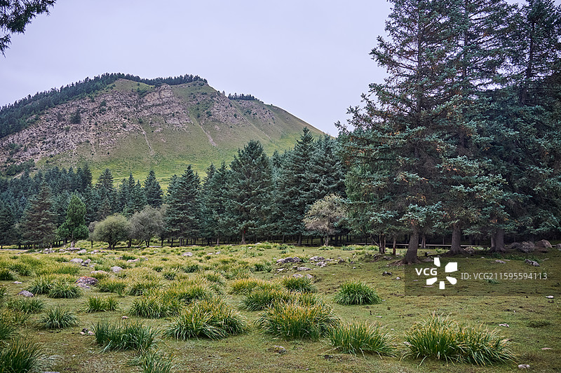 甘肃武威天祝祁连山冰沟河景区祁连林海树林风光图片素材