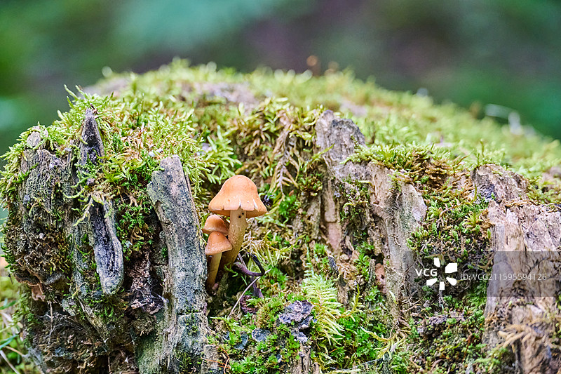 甘肃武威天祝祁连山冰沟河景区祁连林海树林中的野生蘑菇图片素材