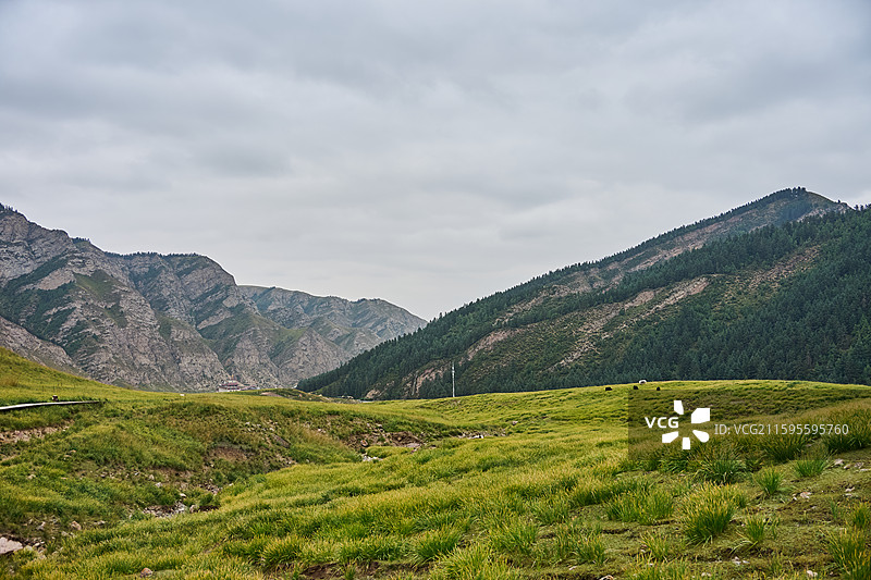 甘肃武威天祝祁连山冰沟河景区马兰花大草原秋季风光图片素材