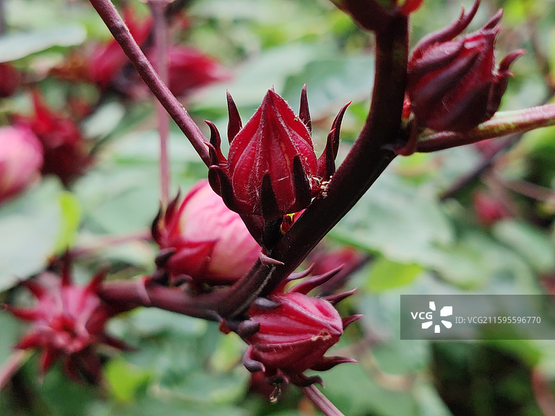 红桃K植物特写图片素材