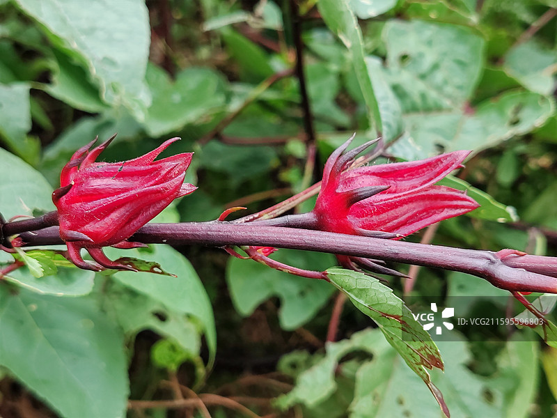红桃K植物特写图片素材