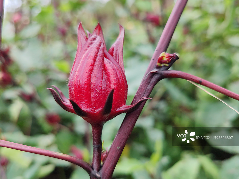 红桃K植物特写图片素材