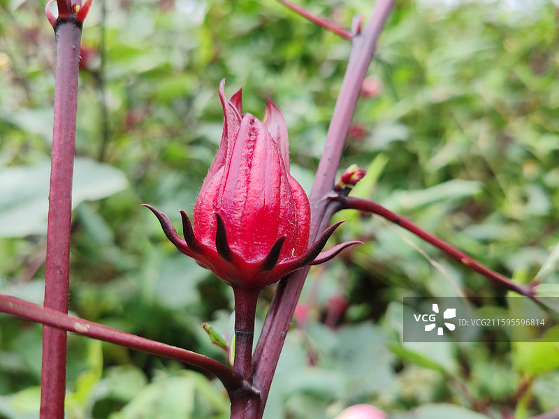 红桃K植物特写图片素材
