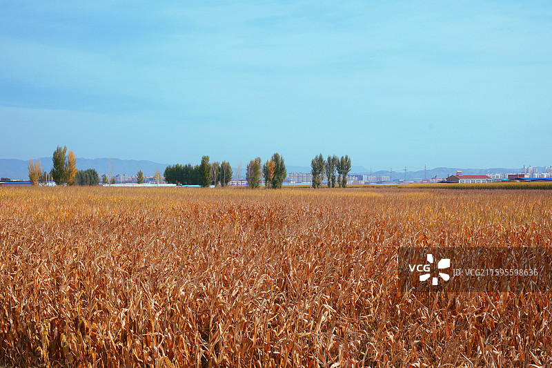 山西大同阳高县秋日玉米田风光图片素材