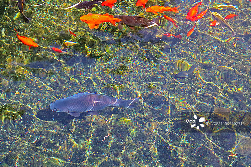 济南白石泉清澈见底水底泉水锦鲤图片素材