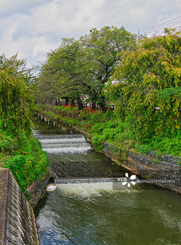 日本埼玉县川越市冰川神社-爱情神社图片素材