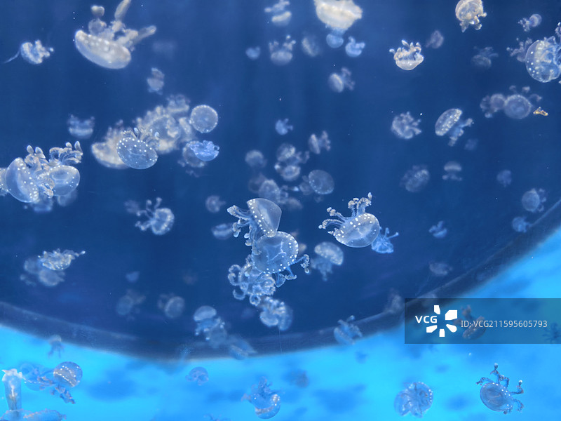 水母  海蜇  视频素材  艺术  抽象  壁纸  郑州海洋馆图片素材
