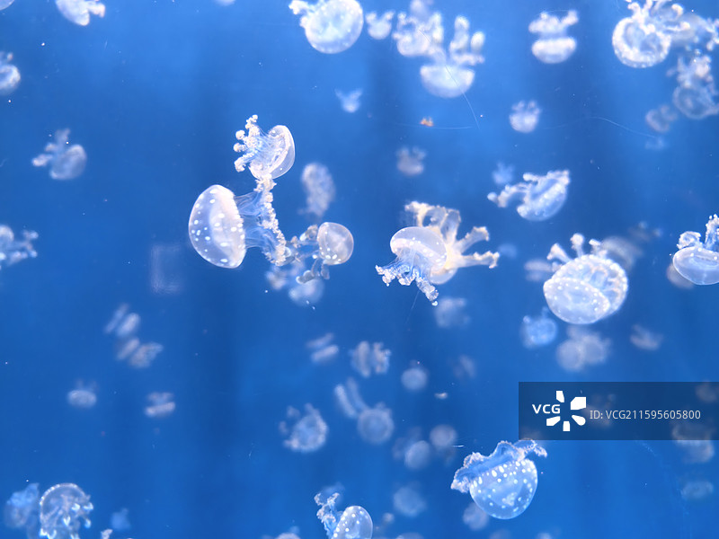 水母  海蜇  视频素材  艺术  抽象  壁纸  郑州海洋馆图片素材