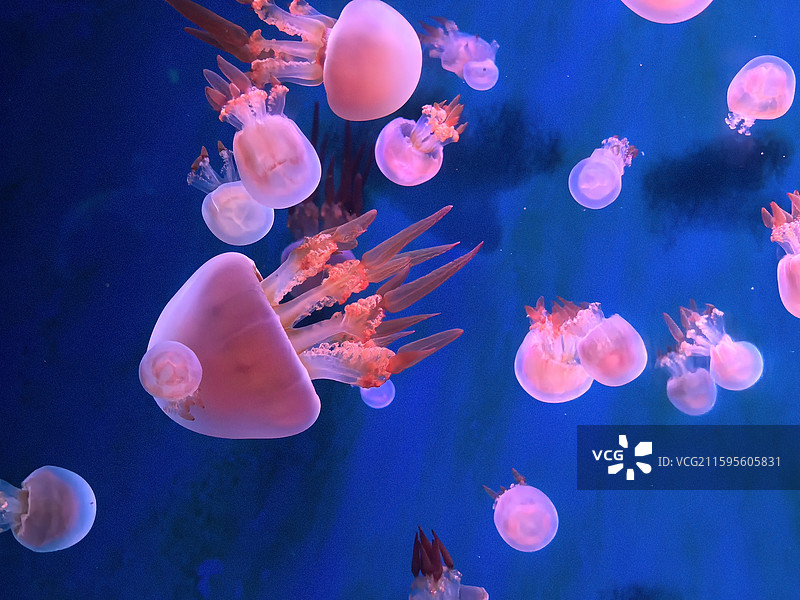 水母  海蜇  视频素材  艺术  抽象  壁纸  郑州海洋馆图片素材