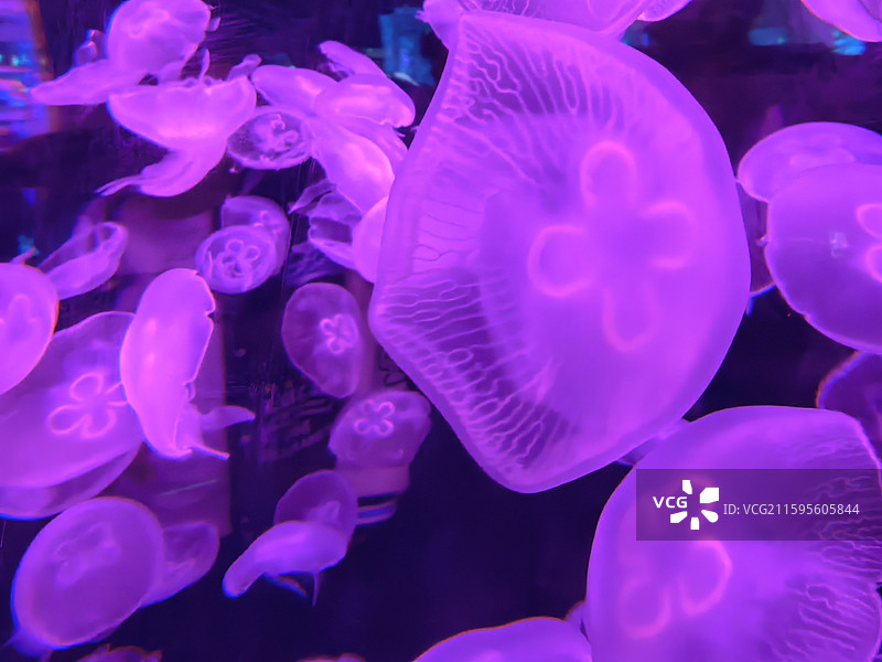 水母  海蜇  视频素材  艺术  抽象  壁纸  郑州海洋馆图片素材