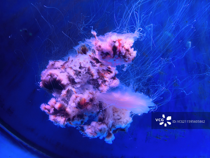 水母  海蜇  视频素材  艺术  抽象  壁纸  郑州海洋馆图片素材