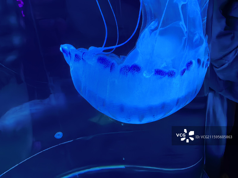 水母  海蜇  视频素材  艺术  抽象  壁纸  郑州海洋馆图片素材