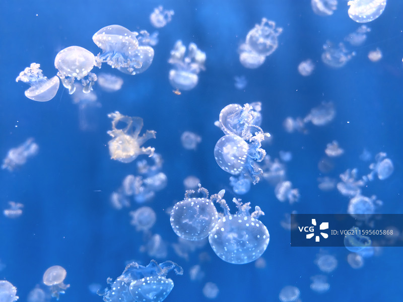 水母  海蜇  视频素材  艺术  抽象  壁纸  郑州海洋馆图片素材