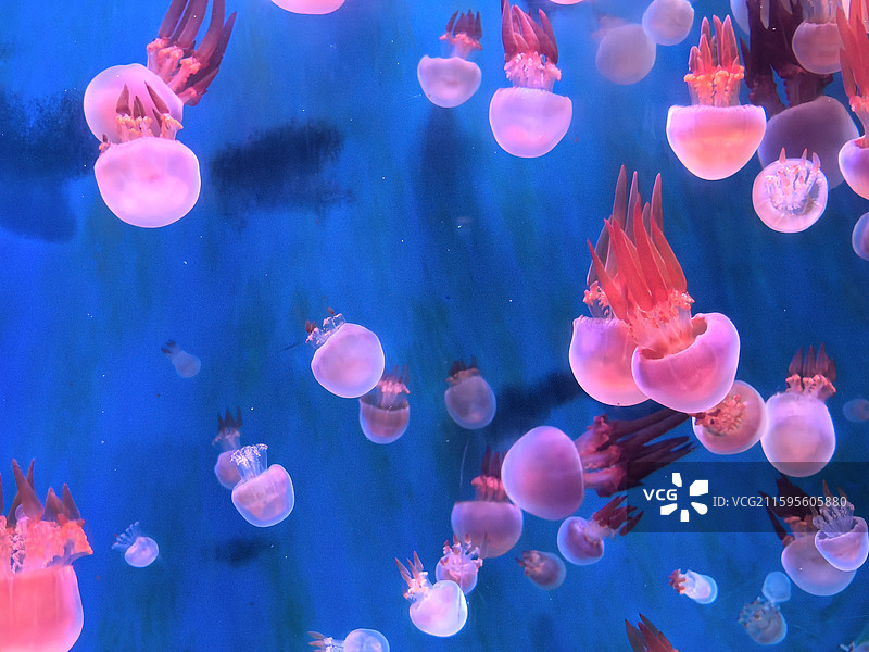 水母  海蜇  视频素材  艺术  抽象  壁纸  郑州海洋馆图片素材