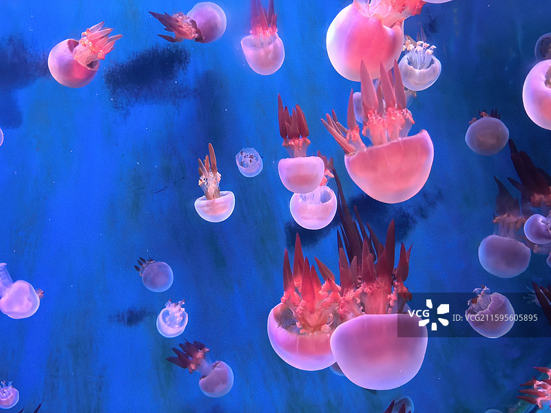 水母  海蜇  视频素材  艺术  抽象  壁纸  郑州海洋馆图片素材