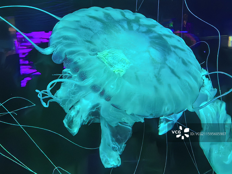 水母  海蜇  视频素材  艺术  抽象  壁纸  郑州海洋馆图片素材
