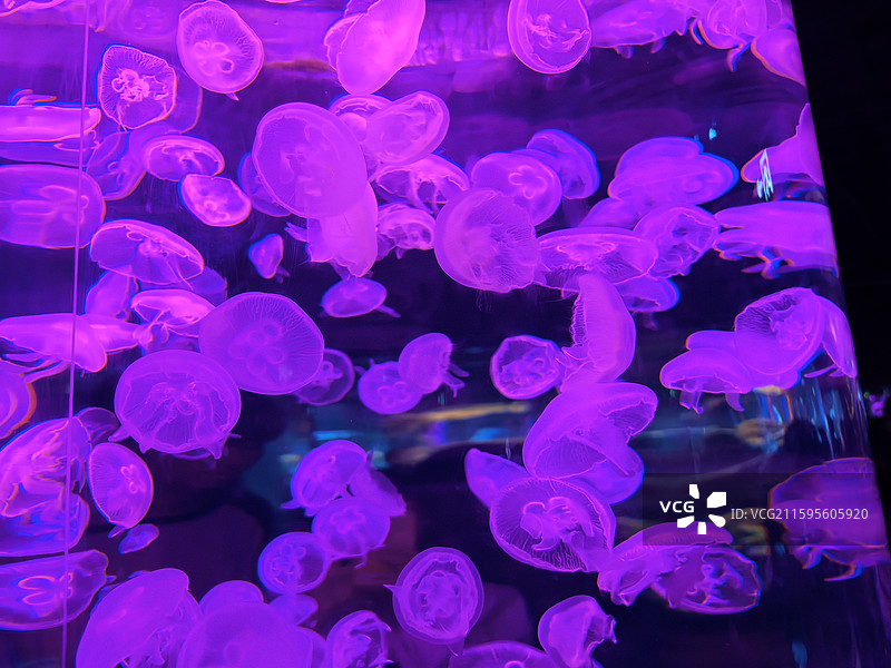 水母  海蜇  视频素材  艺术  抽象  壁纸  郑州海洋馆图片素材