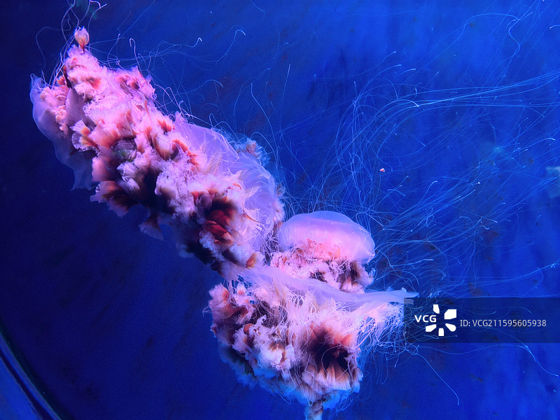 水母  海蜇  视频素材  艺术  抽象  壁纸  郑州海洋馆图片素材