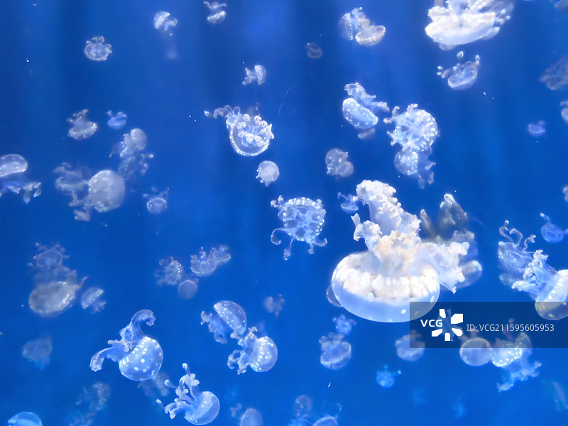 水母  海蜇  视频素材  艺术  抽象  壁纸  郑州海洋馆图片素材