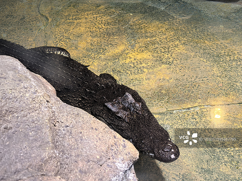 鳄鱼  扬子鳄  短吻鳄  咸水鳄  湾鳄  尼罗鳄  凯门鳄  暹罗鳄图片素材