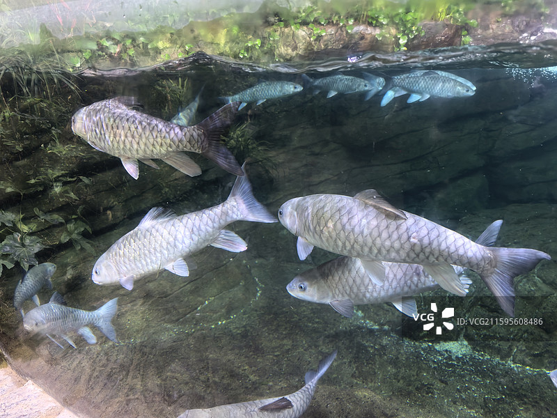 深海鱼  鮟鱇鱼  灯笼鱼  吞噬鳗  蝰鱼  巨口鱼  柔骨鱼  黑龙鱼  海洋生物  海底世界图片素材