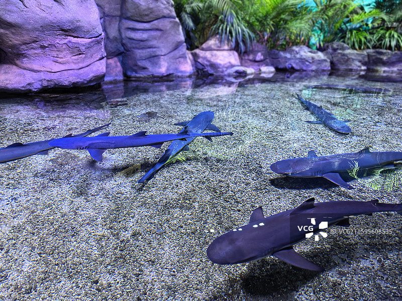 深海鱼  鮟鱇鱼  灯笼鱼  吞噬鳗  蝰鱼  巨口鱼  柔骨鱼  黑龙鱼  海洋生物  海底世界图片素材