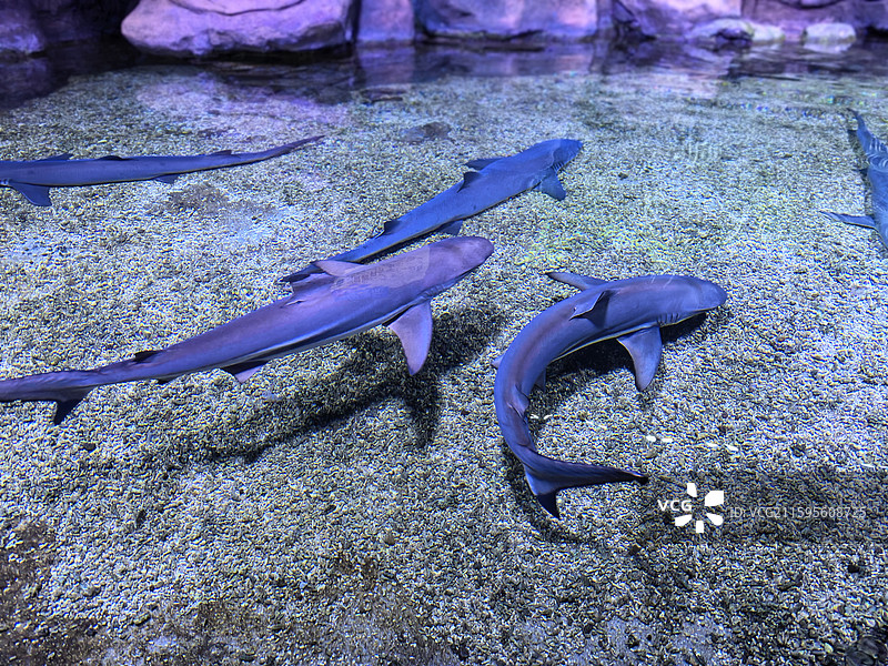 深海鱼  鮟鱇鱼  灯笼鱼  吞噬鳗  蝰鱼  巨口鱼  柔骨鱼  黑龙鱼  海洋生物  海底世界图片素材