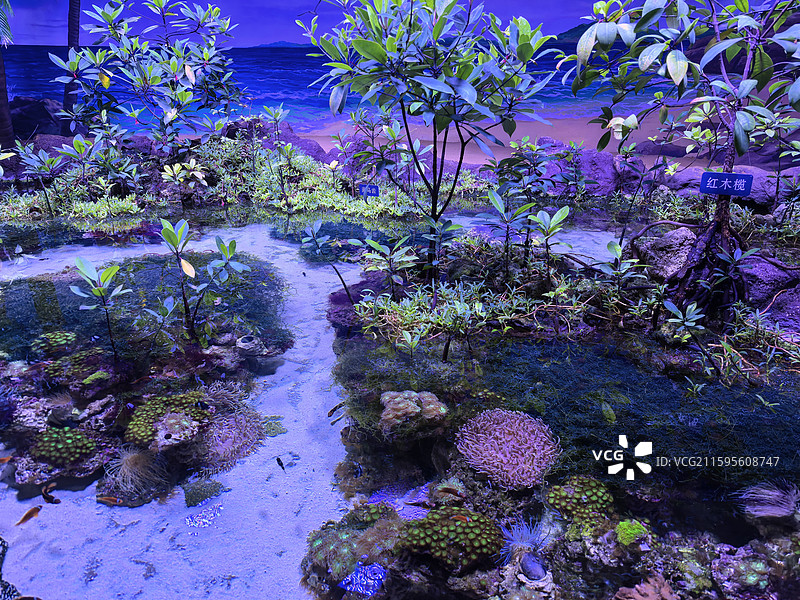 海洋馆  热带植物  水生植物  水族馆  景观设计  室内绿化图片素材