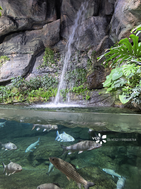 深海鱼  鮟鱇鱼  灯笼鱼  吞噬鳗  蝰鱼  巨口鱼  柔骨鱼  黑龙鱼  海洋生物  海底世界图片素材