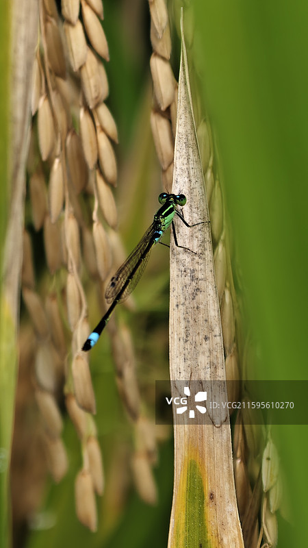 水稻稻穗前的豆娘——褐斑异痣蟌图片素材