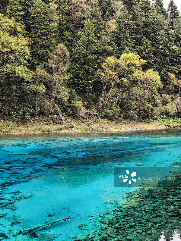 四川阿坝州九寨沟景区五彩池自然风光 走进语文课本图片素材